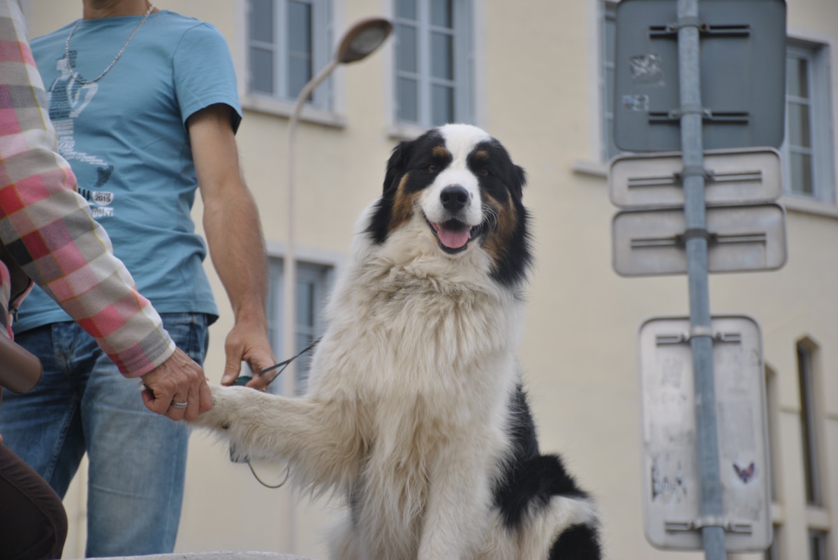 A dog cared for at Town & Country Veterinary Hospital, Media, PA